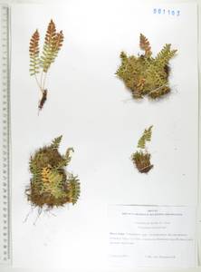 Polypodium sibiricum Sipliv., Siberia, Russian Far East (S6) (Russia)