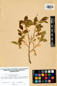 Ulmus pumila L., Siberia, Baikal & Transbaikal region (S4) (Russia)
