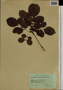 Fraxinus chinensis subsp. rhynchophylla (Hance) A.E.Murray, Siberia, Russian Far East (S6) (Russia)