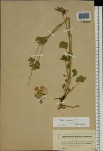 Malva moschata L., Eastern Europe, Moscow region (E4a) (Russia)