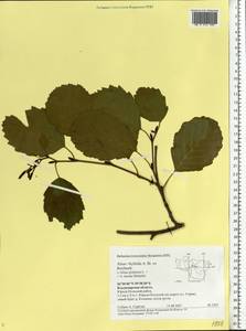 Alnus pubescens Tausch, Eastern Europe, Central region (E4) (Russia)