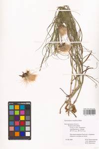 Gelasia ensifolia (M. Bieb.) Zaika, Sukhor. & N. Kilian, Eastern Europe, Central forest-and-steppe region (E6) (Russia)