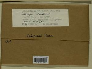 Calliergon richardsonii (Mitt.) Kindb. ex G. Roth, Bryophytes, Bryophytes - European North East (B7) (Russia)