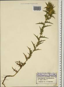 Carthamus lanatus L., Caucasus, Azerbaijan (K6) (Azerbaijan)