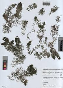 KUZ 003 822, Ceratophyllum demersum L., Siberia, Altai & Sayany Mountains (S2) (Russia)