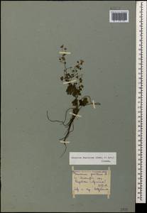 Geranium pyrenaicum Burm. f., Caucasus, Armenia (K5) (Armenia)