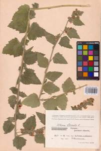 Althaea officinalis L., Eastern Europe, South Ukrainian region (E12) (Ukraine)