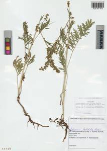 Artemisia latifolia Ledeb., Siberia, Altai & Sayany Mountains (S2) (Russia)