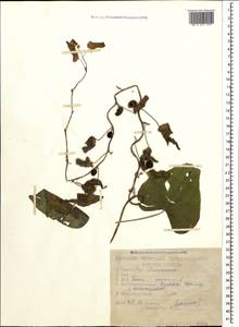 Dioscorea communis (L.) Caddick & Wilkin, Caucasus, Stavropol Krai, Karachay-Cherkessia & Kabardino-Balkaria (K1b) (Russia)