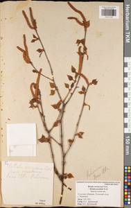 Betula pendula subsp. pendula, Eastern Europe, Central region (E4) (Russia)