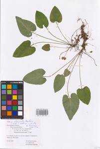 Viola ×interjecta Borbás, Eastern Europe, Central region (E4) (Russia)