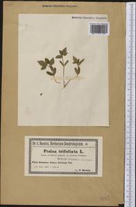 Ptelea trifoliata L., America (AMER) (Not classified)