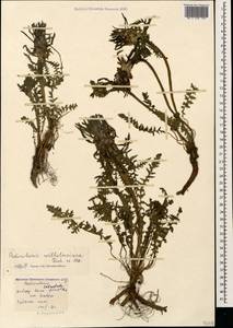 Pedicularis wilhelmsiana Fisch. ex M. Bieb., Caucasus, Stavropol Krai, Karachay-Cherkessia & Kabardino-Balkaria (K1b) (Russia)