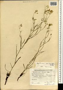 Bupleurum scorzonerifolium Willd., Mongolia (MONG) (Mongolia)