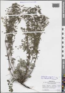 Potentilla argentea L., Eastern Europe, Middle Volga region (E8) (Russia)