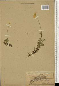 Cota tinctoria subsp. tinctoria, Caucasus, Azerbaijan (K6) (Azerbaijan)