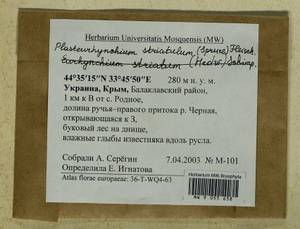 Plasteurhynchium striatulum (Spruce) M. Fleisch., Bryophytes, Bryophytes - Crimea (B3a) (Russia)