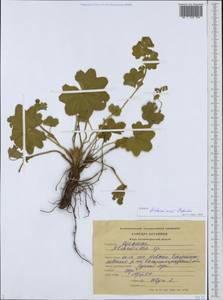 Alchemilla tichomirovii Czkalov, Eastern Europe, North-Western region (E2) (Russia)