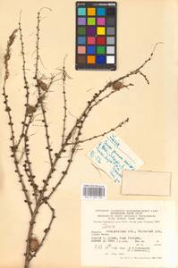 Larix decidua (L.) Mill., Eastern Europe, West Ukrainian region (E13) (Ukraine)