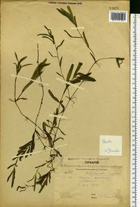 Potamogeton crispus L., Eastern Europe, Central forest region (E5) (Russia)