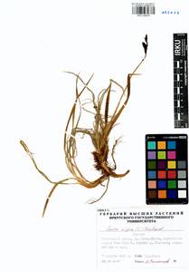 Carex nigra (L.) Reichard, Siberia, Baikal & Transbaikal region (S4) (Russia)