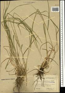 Thinopyrum intermedium subsp. intermedium, Crimea (KRYM) (Russia)