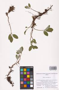 Salix reticulata L., Eastern Europe, Northern region (E1) (Russia)