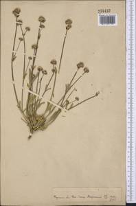 Gypsophila cephalotes (Schrenk) F.N. Williams, Middle Asia, Pamir & Pamiro-Alai (M2) (Tajikistan)