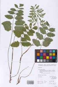 Pimpinella, Eastern Europe, Western region (E3) (Russia)