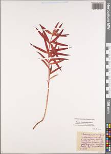 Chamaenerion angustifolium (L.) Scop., Siberia, Yakutia (S5) (Russia)