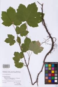 Acer pseudoplatanus L., Eastern Europe, Central forest-and-steppe region (E6) (Russia)