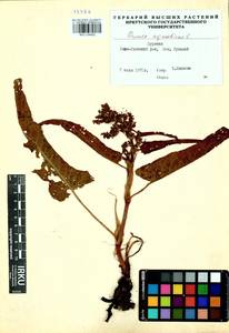 Rumex aquaticus L., Siberia, Baikal & Transbaikal region (S4) (Russia)