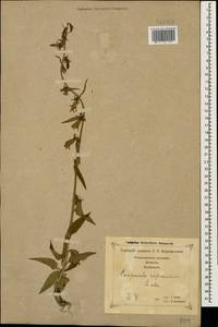 Campanula rapunculoides L., Caucasus, Georgia (K4) (Georgia)