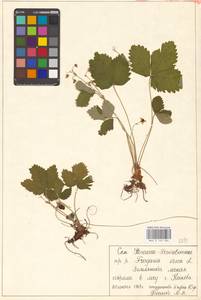 Fragaria vesca L., Eastern Europe, South Ukrainian region (E12) (Ukraine)