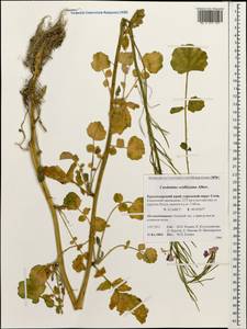 Cardamine raphanifolia subsp. acris (Griseb.) O.E. Schulz, Caucasus, Krasnodar Krai & Adygea (K1a) (Russia)