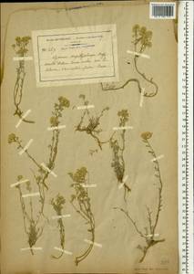 Odontarrhena serpyllifolia (Desf.) Jord. & Fourr., Africa (AFR) (Algeria)
