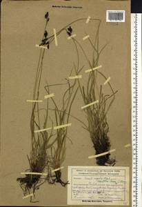 Carex bigelowii subsp. ensifolia (Turcz. ex Gorodkov) Holub, Siberia, Altai & Sayany Mountains (S2) (Russia)