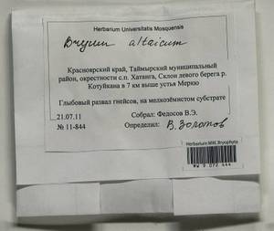 Bryum altaicum Broth., Bryophytes, Bryophytes - Krasnoyarsk Krai, Tyva & Khakassia (B17) (Russia)