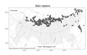 Salix reptans Rupr., Atlas of the Russian Flora (FLORUS) (Russia)