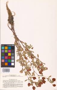 Trifolium aureum Pollich, Eastern Europe, North-Western region (E2) (Russia)