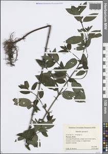 Mentha spicata L., Eastern Europe, Moscow region (E4a) (Russia)