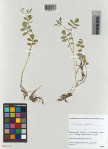 KUZ 005 449, Cardamine amara L., Siberia, Altai & Sayany Mountains (S2) (Russia)