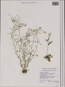 Arabidopsis thaliana (L.) Heynh., Western Europe (EUR) (Germany)