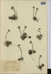 Antennaria alpina (L.) Gaertn., Western Europe (EUR) (Finland)