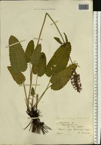 Betonica officinalis subsp. officinalis, Eastern Europe, Moscow region (E4a) (Russia)