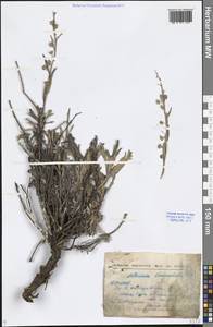 Artemisia lagocephala (Fisch. ex Besser) DC., Siberia, Baikal & Transbaikal region (S4) (Russia)
