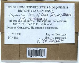 Lophoziopsis longidens (Lindb.) Konstant. & Vilnet, Bryophytes, Bryophytes - Permsky Krai, Udmurt Republic, Sverdlovsk & Kirov Oblasts (B8) (Russia)