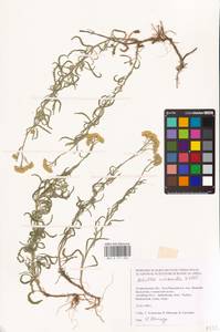 Achillea micrantha Willd., Eastern Europe, Lower Volga region (E9) (Russia)