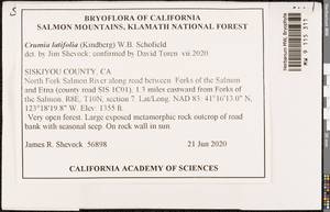 Crumia latifolia (Kindb.) W.B. Schofield, Bryophytes, Bryophytes - America (BAm) (United States)