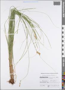 Carex praecox Schreb., Eastern Europe, Rostov Oblast (E12a) (Russia)